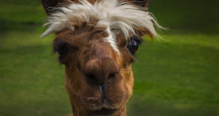 Orphaned Baby Alpaca Forms Adorable Friendship With Goats