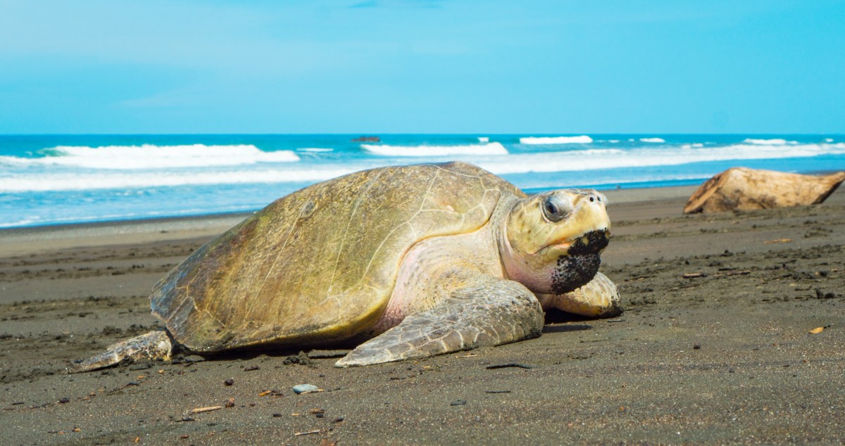 Rescue Center Reveals How They Saved A Turtle That Was Covered In Organisms