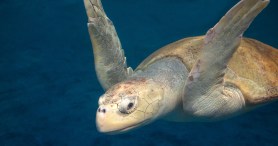 Rescue Center Reveals How They Saved A Turtle That Was Covered In Organisms