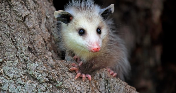 Rescuers Save An Opossum From A Roof And Find A Lovely Surprise