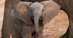 A Baby Elephant Forms A New Bond After Being Rejected By Its Mother