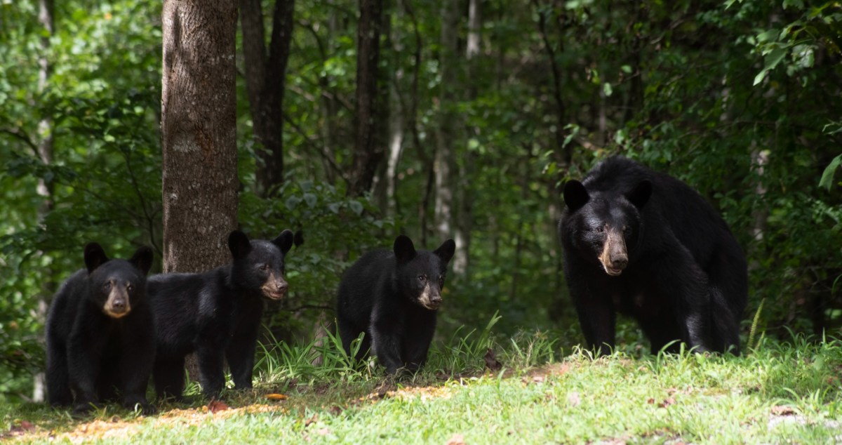 A Family In New Jersey Is Shocked To Discover A Family Of Bears Living Under Their Front Porch