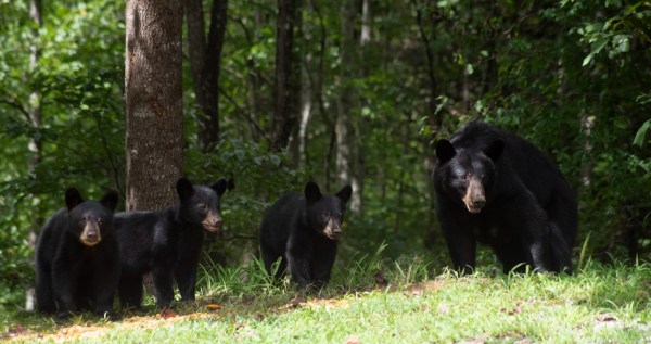 A Family In New Jersey Is Shocked To Discover A Family Of Bears Living Under Their Front Porch