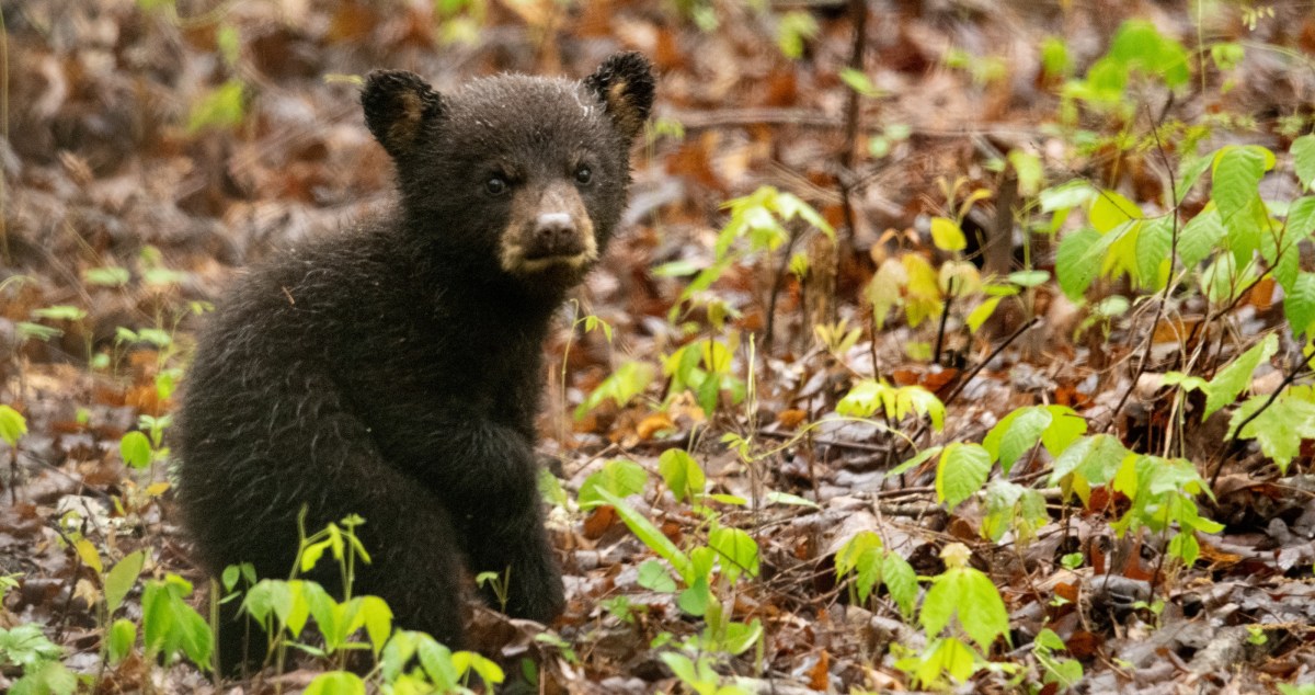 Adorable "Bear Hug" Video Reveals Something About How Black Bears Interact