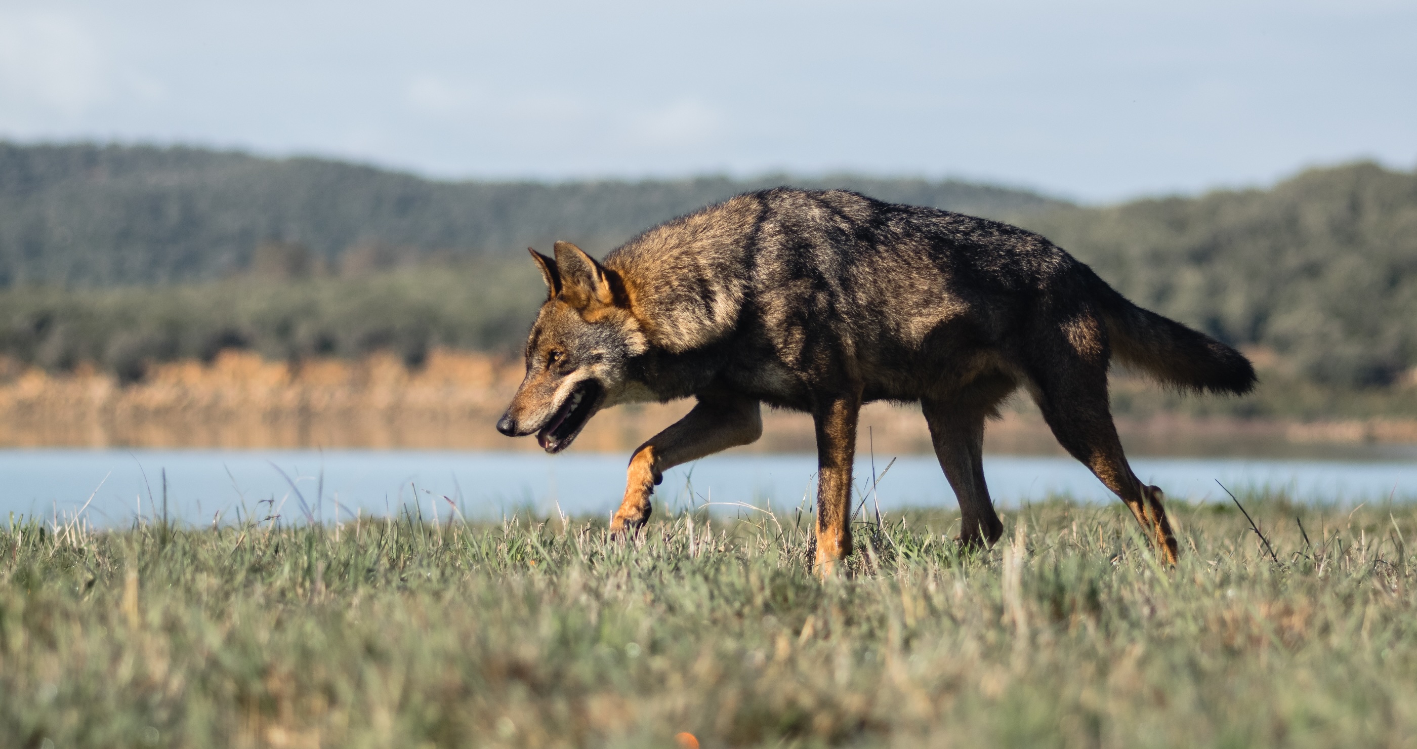 Escape Wolves An Escaped Wolf Is Finally Returned To The Zoo After A Nine Day Search ...
