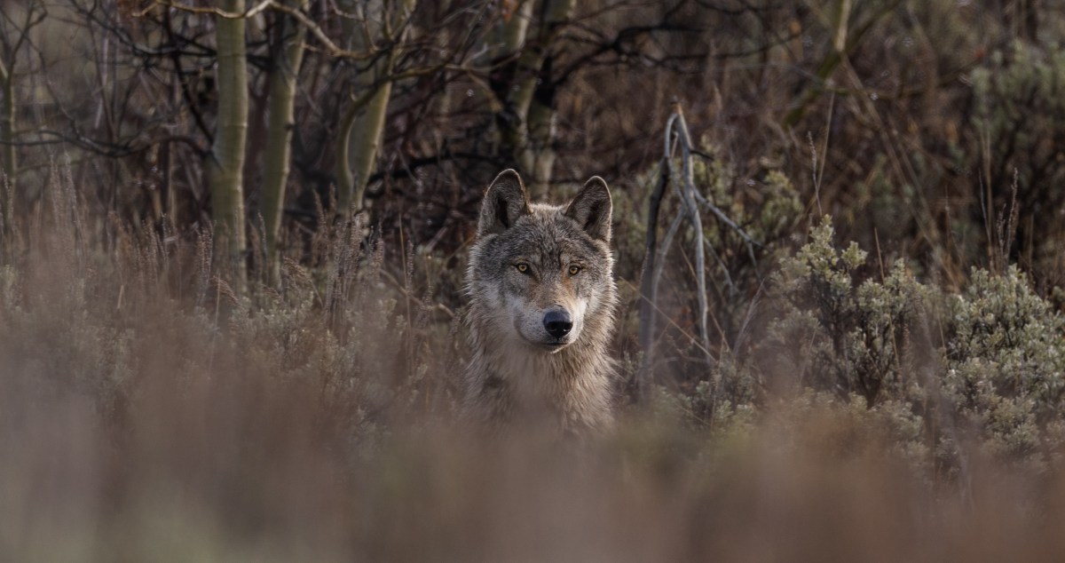 An Escaped Wolf Is Finally Returned To The Zoo After A Nine Day Search