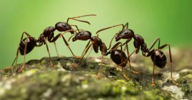 Ant With Potentially Deadly Sting Has Inavded The U.S. — What You Need To Know