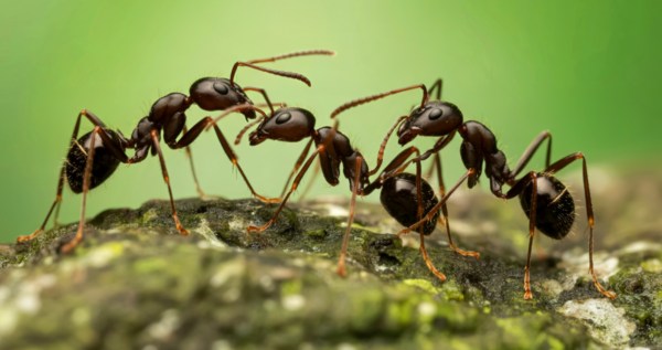 Ant With Potentially Deadly Sting Has Inavded The U.S. — What You Need To Know