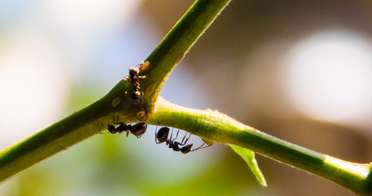 Ant With Potentially Deadly Sting Has Invaded The U.S. — What You Need To Know