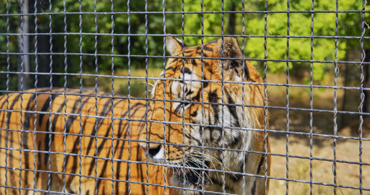 Are Zoos Ethical? These Institutions Set Out To Prove That They Can Be