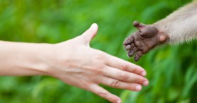 Are Zoos Ethical? These Institutions Set Out To Prove That They Can Be