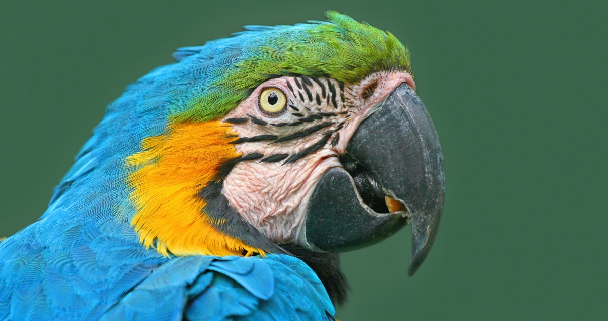 Costa Rica Wildlife Groups Find Major Faults With New Regulations
