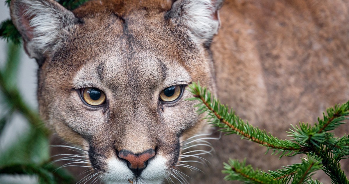 Experts Share What To Do When A Mountain Lion Starts To Follow You