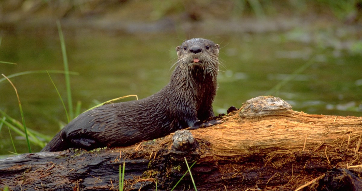 Family Attacked By River Otter Will Receive A Large Sum