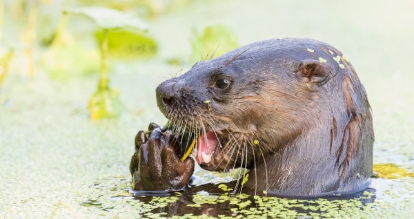 Family Attacked By River Otter Will Receive A Large Sum