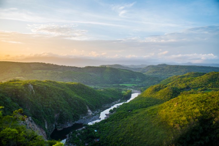 rare wild cat honduras