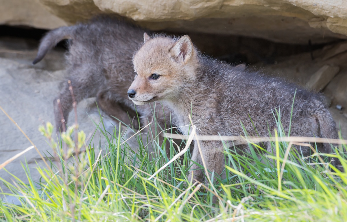 coyote puppies