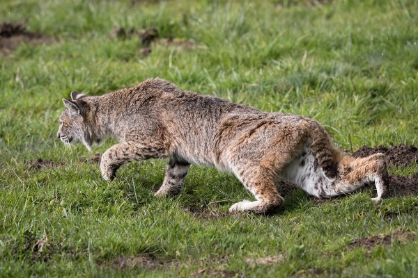 bobcat stalks attacks man