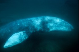 gray whale river