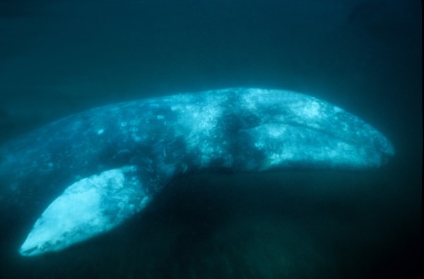 gray whale river