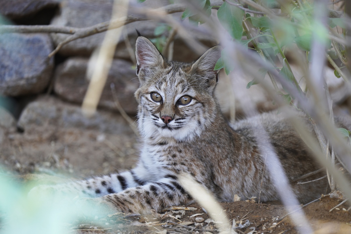Bobcat kittens backyard