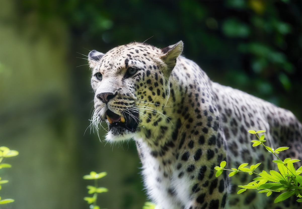 rare leopard thermal camera