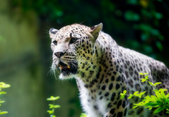 rare leopard thermal camera