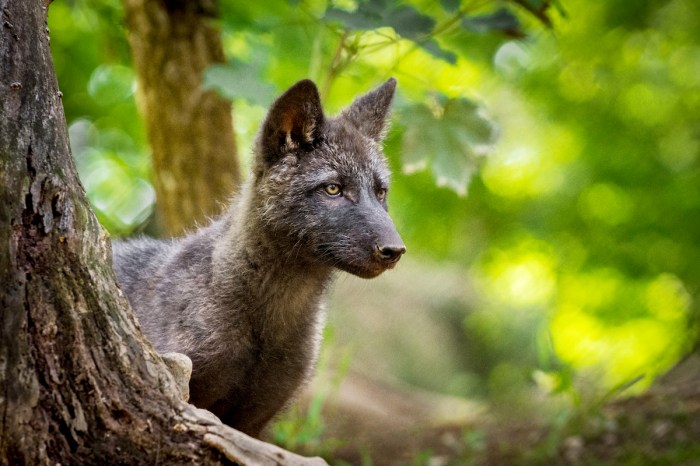 wolf sign
