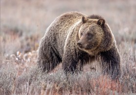 grizzly bear archery