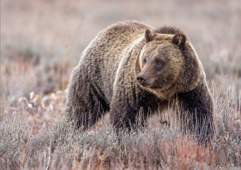 grizzly bear archery