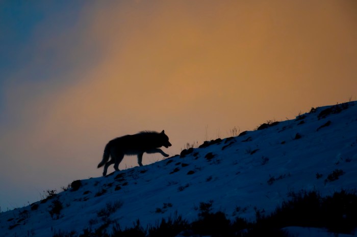 wolf yellowstone reunited grins