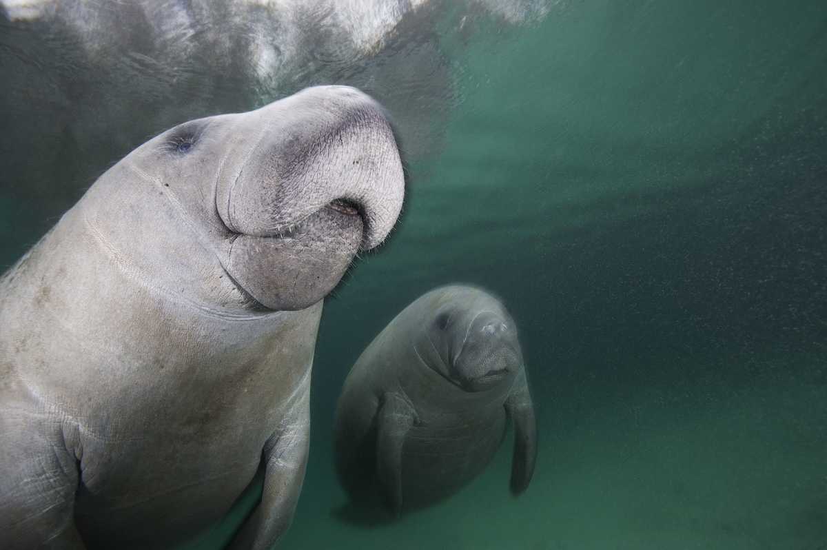 manatee twins
