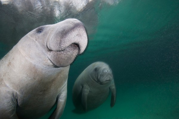 manatee twins