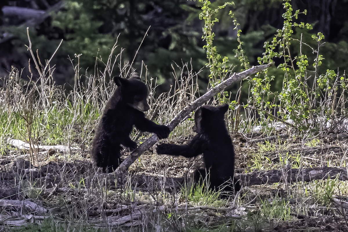 bear family backyard