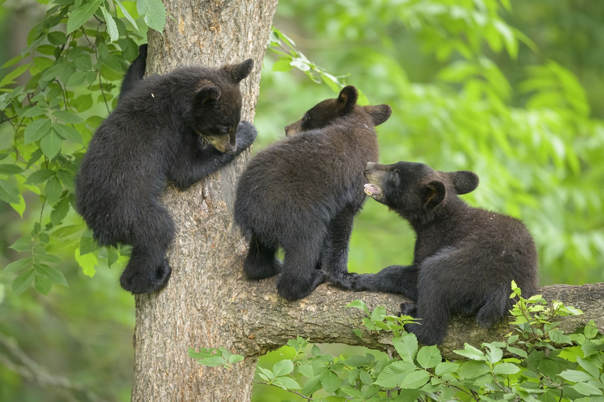 black bear cubs video