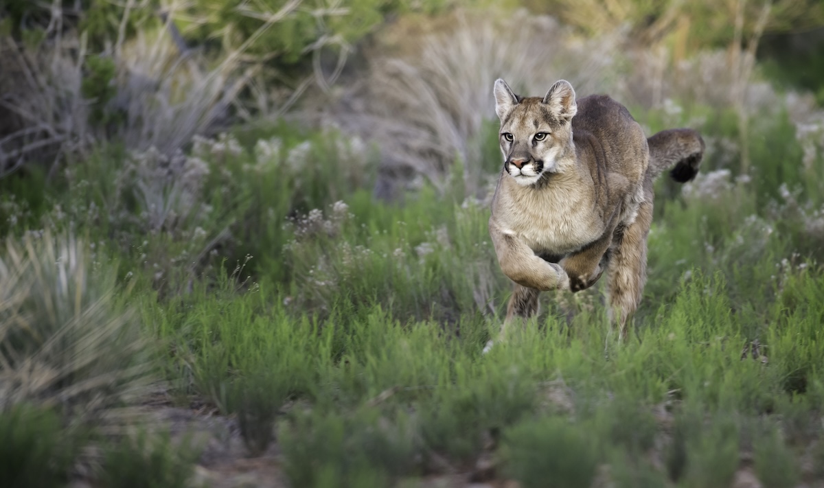 mountain lions face to face california