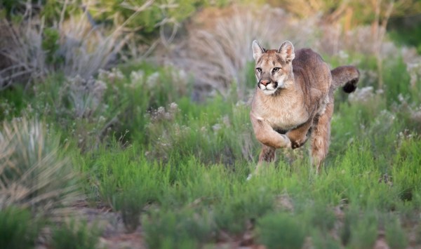 mountain lions face to face california