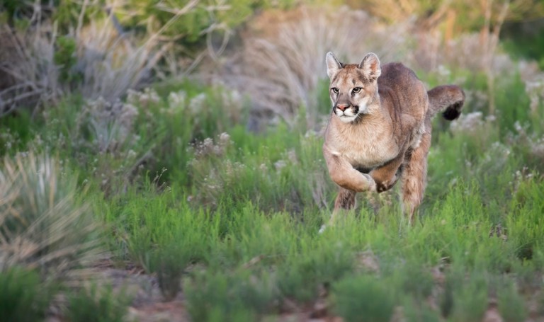 mountain lions face to face california