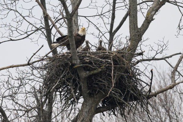 eaglet nest rescue