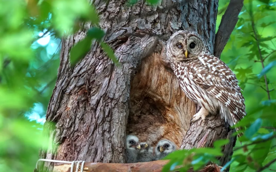 barred owl mom nest cam