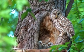 barred owl mom nest cam