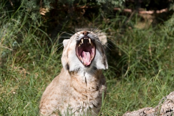 bobcat vocalization