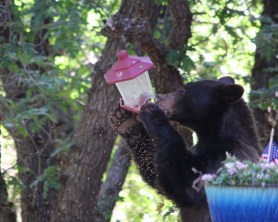 bear hummingbird feeder