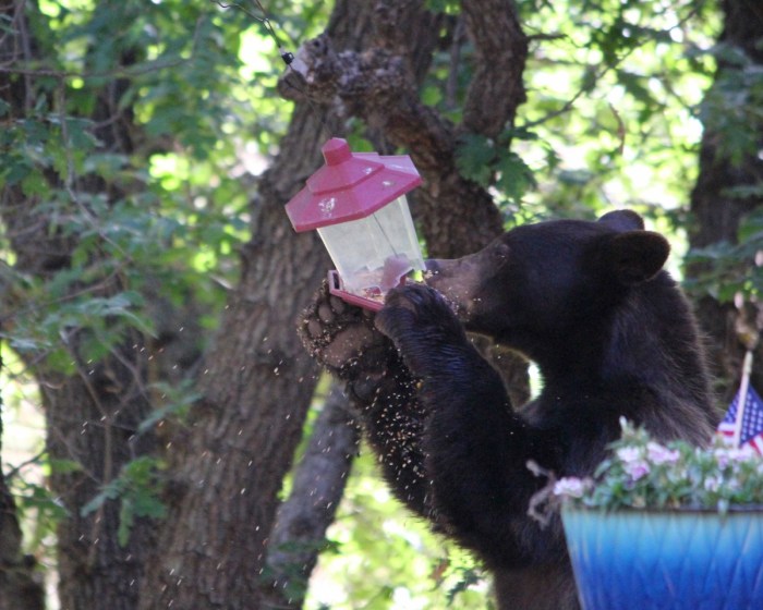 bear hummingbird feeder