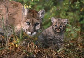 cougar kittens minnesota trail cam
