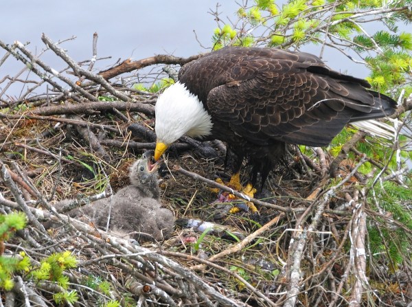 bald eagle chicks