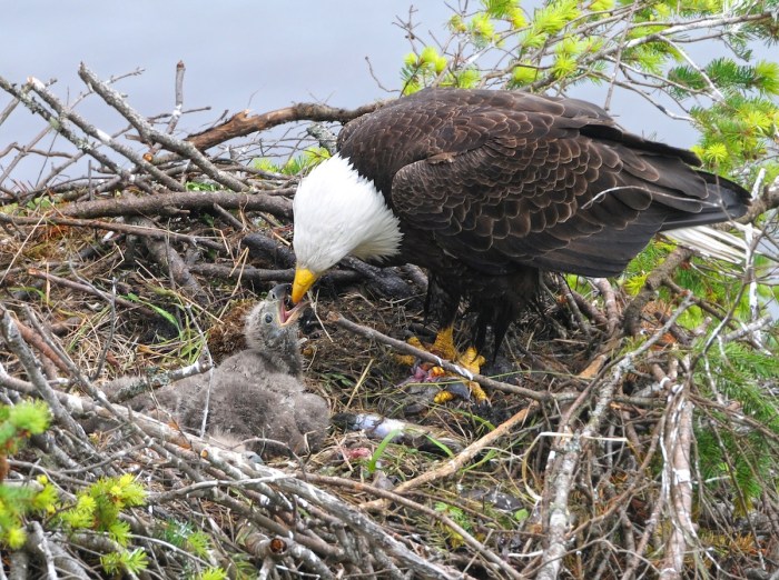 bald eagle chicks