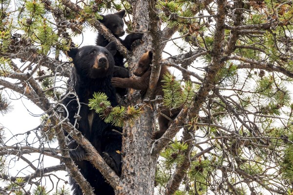 bears tree wedding
