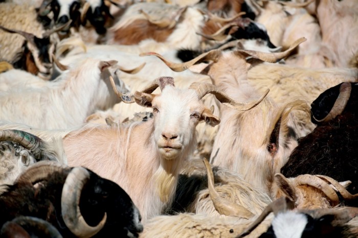 Goats traffic jam