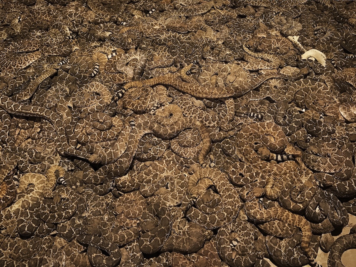 livestream rattlesnakes